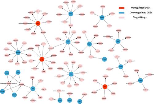 Figure 4 Regulatory networks of drug-hub gene interactions. Red nodes and blue nodes represent upregulated DEGs and downregulated DEGs, respectively. Pink nodes represent target drugs.