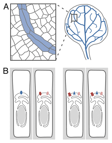 Figure 1. Control of vascular strand formation by intracellular auxin transport. (A) Plant vascular cells (blue fill) are connected end to end to form vascular strands—or “veins,” in the leaf (blue lines)—that are in turn connected to form a network. (B) Interaction in vein patterning between the genes encoding PIN5 (dark brown), PIN6 (blue), and PIN8 (light brown) could be accounted for by their expression in different vascular cells (left), their different vein-patterning functions (right; reflected in the different protein shapes), or combinations of the 2. See text for additional details.