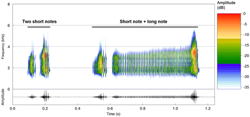 Figure 5. Other two types of notes of the vocalization of S. rupestris from the type locality (Alto Paraíso de Goiás, GO). Spectrogram and corresponding oscillogram of a sequence of two short notes, followed by a sequence of one short and one long note. Sound File: Scinax_rupestrisVeadGO3aCSB_AAGm671. See Appendix 1 for further information on the sound recordings.