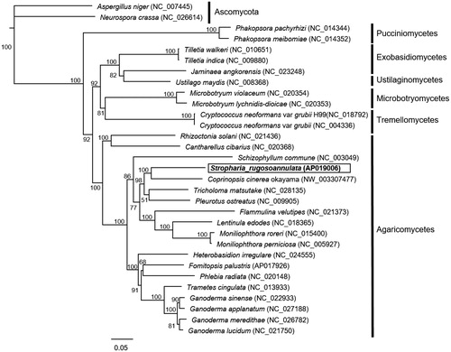 Figure 1. Molecular phylogenetic analysis of 29 basidiomycetes and 2 ascomycetes. The phylogenetic tree was constructed by the neighbor-joining method based on concatenated amino acid sequences of 9 mitochondrial proteins (cox1–3, cob, nad1–3 and nad 5–6). Genbank accession numbers used in this analysis are provided next to each species name. Bootstrap values higher than 50 are shown at the nodes. Scale bar indicates the number of substitutions per site.