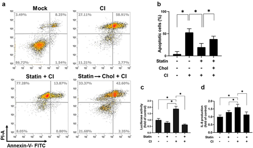 Figure 5. Simvastatin attenuates C. innocuum-induced apoptosis. (A) HT-29 cells were pretreated with simvastatin or pretreated with simvastatin then replenished with cholesterol (400 μg/mL). Cells were infected with C. innocuum for 24 h and stained with annexin V/propidium iodide, followed by flow cytometry analysis. (B) percentage of apoptotic cells was quantitated. (C) HT-29 cells were co-transfected with the nuclear factor (NF-κB) and pGL3 luciferase reporters and treated with simvastatin (100 μM) for 1 h, followed by C. innocuum infection for 24 h. NF-κB promoter activity was determined and normalized to pGL3 luciferase activity. (D) IL-8 production was analyzed by using ELISA. *, P < 0.05.