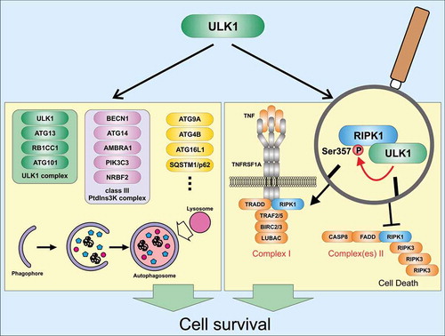 Figure 1. Cyto-protective signaling pathways of ULK1. During autophagy (left panel), several proteins become phosphorylated by ULK1. These substrates include components of the ULK1 complex itself, components of the class III PtdIns3 K complex, or several other autophagy-relevant proteins (please note that several additional autophagy-relevant substrates of ULK1 have been identified). Autophagy is initiated and fulfills a cyto-protective function. During TNF-TNFRSF1A signaling (right panel), ULK1-dependent phosphorylation of RIPK1 at Ser357 leads to reduced complex II assembly and stabilization of RIPK1 within complex I. Thus, cell death is prevented. AMBRA1, autophagy/beclin 1 regulator 1; ATG, autophagy-related; BECN1, beclin 1, autophagy related; BIRC2/cIAP1, baculoviral IAP repeat-containing 2; BIRC3/cIAP2, baculoviral IAP repeat-containing 3; CASP8, caspase 8; FADD, Fas (TNFRSF6)-associated via death domain; LUBAC, linear ubiquitin chain assembly complex; NRBF2, nuclear receptor binding factor 2; PIK3C3, phosphatidylinositol 3-kinase catalytic subunit type 3; RB1CC1, RB1-inducible coiled-coil 1; RIPK1, receptor (TNFRSF)-interacting serine-threonine kinase 1; RIPK3, receptor-interacting serine-threonine kinase 3; SQSTM1/p62, sequestosome 1; TNF, tumor necrosis factor; TNFRSF1A, tumor necrosis factor receptor superfamily, member 1a; TRADD, TNFRSF1A-associated via death domain; TRAF2/5, TNF receptor-associated factor 2/5; ULK1, unc-51 like kinase 1.