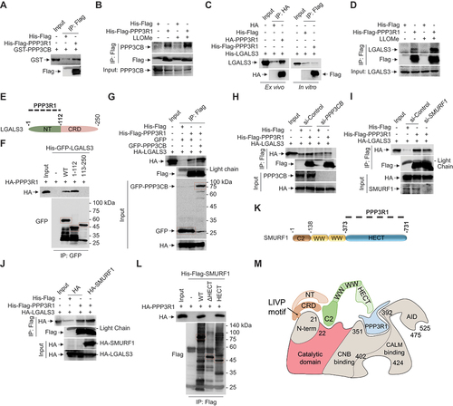 Figure 6. SMURF1 promotes the capability of LGALS3 to recruit PPP3R1. (A) Co-IP analysis of the direct association between GST-PPP3CB and His-Flag-PPP3R1 purified from E. coli. (B) HEK293 cell lysates were collected after LLOMe (1 mM, 2 h) treatment. Co-IP analysis of the indirect interaction between endogenous PPP3CB and His-Flag-PPP3R1 purified from E. coli. (C) Co-IP assay analysis of the association between PPP3R1 and LGALS3. His-LGALS3 purified from E. coli was conducted to interact with HA-PPP3R1 transfected in HEK293 cells (ex vivo) or His-Flag-PPP3R1 purified from E. coli (in vitro). (D) HEK293 cell lysates were collected after LLOMe (1 mM, 2 h) treatment. Co-IP analysis of the indirect interaction between endogenous LGALS3 and His-Flag-PPP3R1 purified from E. coli. (E) Schematic diagram of mapping the indirect interaction between LGALS3 and PPP3R1. (F) HEK293 cells were transfected with HA-PPP3R1 for 24 h. Co-IP analysis of the indirect interaction between HA-PPP3R1 and or His-GFP-LGALS3 constructs purified from E. coli. (G) HA-LGALS3-overexpressed HEK293 cells were transfected with GFP-PPP3CB or GFP for 24 h. Co-IP analysis of the indirect interaction between HA-LGALS3 and His-Flag-PPP3R1 purified from E. coli. (H-J) HEK293 cells were transfected with or without si-PPP3CB (H), si-SMURF1 (I), or HA-SMURF1 (J) and then overexpressed with HA-LGALS3. Co-IP analysis of the indirect interaction between HA-LGALS3 and His-Flag-PPP3R1 purified from E. coli. (K) Schematic diagram of mapping the indirect interaction between SMURF1 and PPP3R1. (L) HEK293 cells were transfected with HA-PPP3R1 for 24 h. Co-IP analysis of the indirect interaction between HA-PPP3R1 and His-Flag-SMURF1 constructs purified from E. coli. (M) Schematic diagram of SMURF1 promotes LGALS3 recruitment of PPP3R1. Data were representative of three independent experiments.