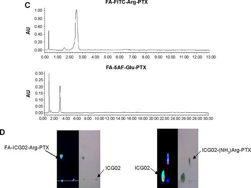 Figure S2 Characterization of nanocarrier-conjugated paclitaxel prodrugs.Notes: (A) Fluorescence of FITC/5AF can be observed from thin layer chromatography of purified FA-FITC-Arg-PTX/FA-5AF-Glu-PTX using a fluorescence imaging system. (B) FA-FITC-Arg-PTX (theoretically calculated molecular weight 1,859.88): MS (ESI, m/z) 1,858.88 ([M + H]+). FA-5AF-Glu-PTX (theoretically calculated molecular weight 1,790.75): MS (ESI, m/z) 1,789.75 ([M + H]+). (C) High-performance liquid chromatography of FA-FITC-Arg-PTX and FA-5AF-Glu-PTX prodrugs. (D) Fluorescence of ICG02 can be observed from the band of purified ICG02-(NH2)Arg-PTX using a near-infrared imaging system. Fluorescence of ICG02 can be observed from the band of purified FA-ICG02-Arg-PTX using the near-infrared imaging system.Abbreviations: 5AF, 5-aminofluorescein; ESI, electrospray ionization; FA, folic acid; FITC, fluorescein isothiocyanate; MS, mass spectrometry; PTX, paclitaxel.
