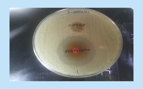 Figure 2.  Synergistic effect of combination of hydroalcoholic Origanum vulgare and Hypericum perforatum extracts, and active ingredients carvacrol and hypericin by means of Fratini double-antibiotic synergistic test.