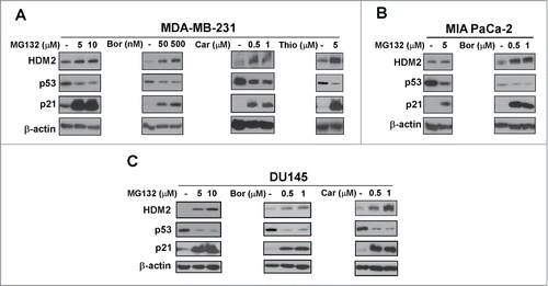 Figure 2. Mutant p53 is suppressed by proteasome inhibitors. (A–C) MDA-MB-231 breast, MIA PaCa-2 pancreatic and DU145 prostate cancer cells were treated with the indicated concentrations of proteasome inhibitors MG132, bortezomib (Bor), carfilzomib (Car) or thiostrepton (Thio). Immunoblot analysis of HDM2, p53, p21 and β-actin as the loading control was carried out after treatment.