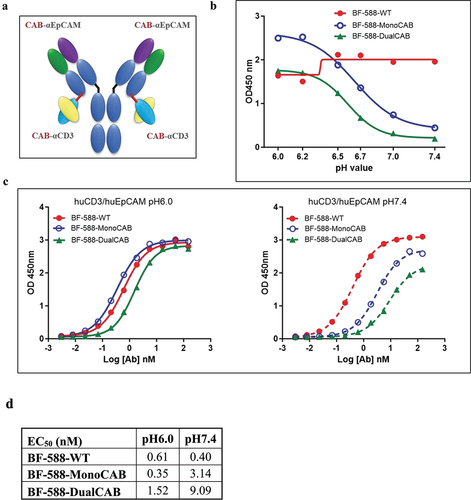 Figure 1. In vitro characterization of BF-588-DualCAB. (a) Schematic overview of the structure. BF-588-DualCAB is based on a regular humanIgg1 antibody specific for EpCAM. At the C-terminus of each lightchain a CD3ε-specific scFv is fused via a short linker (red line).Line). The molecule has two binding sites for EpCAM and two for CD3ε. (b) pHrange ELISA. Binding to both, EpCAM and CD3, was determined by sandwich ELISA at different pH values as indicated on the graph. Antibodies were captured with CD3 immobilized on the plate and incubated with EpCAM-mouse fc. Bound proteins were detected with anti-mouse antibody-HRP conjugate. Binding of BF-588-MonoCAB andBF-588-DualCAB is highest at pH6.0 and drops with increased pH. ThepH inflection point (50% signal compared to pH6.0, which was set as100%) for BF-588-MonoCAB and DualCAB were determined by GraphPadPrism software. The signal for BF-588-WT is not pH-dependent. x-axis,pH of the ELISA buffers; y-axis, optical density (OD) at 450 nm. (c) pHaffinity ELISA. Binding to both, EpCAM and CD3, was determined by sandwich ELISA with a serial of antibody concentrations as indicated on the graph. Antibodies were captured with CD3 immobilized on the plate and incubated with EpCAM-mouse fc. The bound proteins were detected with anti-mouse antibody-HRP conjugate. The EC50values of BF-588-MonoCAB, BF-588-DualCAB and BF-588-WT at pH6.0 or pH7.4 were determined using the GraphPad prism software. BF-588-WT, red lines; BF-588-MonoCAB, blue lines; BF-588-DualCAB, green lines; pH6.0: solid line; pH7.4: dashed line. x-axis, antibody concentration (log nanomolar); y-axis, OD 450 nm. (d) Potency of BF-588-WT, BF-588-MonoCAB, and BF-588-DualCAB in pH affinity ELISA of Human EpCAM and CD3 at pH6.0 and pH7.4.EC50, half-maximal effective concentration.