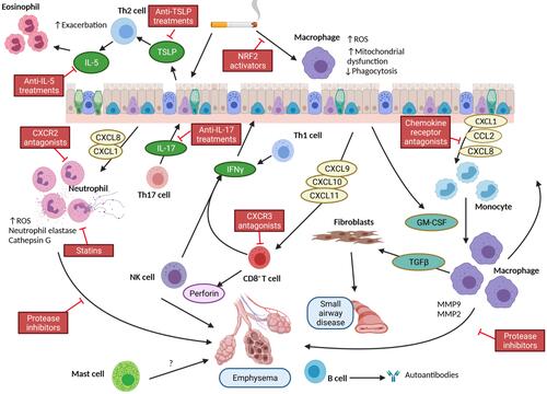 Figure 1 Simplified diagram of the role of leukocytes in the pathophysiology of COPD and respective sites of therapeutic interventions.