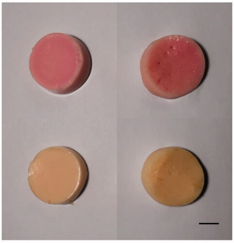 Figure 8. Bottom: unheated phantom samples. Top: phantom samples heated to 60 °C. Left: disc-shaped samples sliced from normal tissue phantom. Right: disc-shaped samples sliced from tumor phantom. Bar = 1 cm.