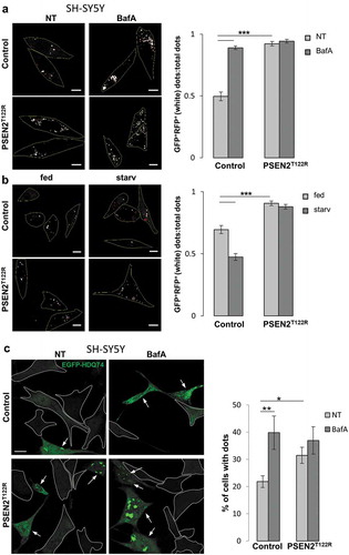 Figure 2. Expression of FAD-PSEN2T122R induces a blocks in the autophagy flux. (a and b) SH-SY5Y cells (control or PSEN2T122R-expressing) transfected with cDNA for the mCherry-GFP-LC3 probe were (a) incubated, or not (not-treated, NT), with BafA (100 nM) for 8 h, or (b) left for 2 h in complete medium (fed) or extracellular saline (starv), and analyzed by confocal microscopy for GFP (Ex, 488 nm) and mCherry (Ex, 555 nm) fluorescence (see Fig. S4 for single fluorescence images). Representative confocal images (left) are shown; white dots represent GFP+, RFP+ vesicles, thus autophagosomes, while red dots represent autolysosomes. Scale bar, 10 µm. Histograms (right) represent white dot (GFP+, RFP+) quantification over total dots [(GFP+, RFP+) plus RFP+]. Mean ± SEM, n = 29–65 cells, from 3 independent experiments. ***p < 0.001. (c) Representative confocal images and relative quantification of SH-SY5Y cells (control or PSEN2T122R-expressing) transfected with the EGFP-HDQ74 cDNA and incubated, or not (not-treated, NT), with BafA (100 nM) for 2 h, as indicated. The percentage of cells displaying EGFP-HDQ74 aggregates (indicated by arrows) was calculated (right). Cells without aggregates are marked by dotted ROIs. Scale bar: 10 μm. Mean ± SEM, n = 90–230 cells from 3 independent experiments. *p < 0.05; **p < 0.01.