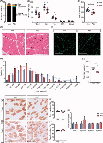 Figure 1. Effects of gut microbiota depletion on skeletal muscle phenotype. (A) Body composition of vehicle (Veh) mice and antibiotic-treated (Abx) mice. N = 7 per group. (B) Hind limb muscle weight of quadriceps (Quad), gastrocnemius (Gas), tibialis anterior (TA), extensor digitorum longus (EDL) and soleus muscles. N = 7 per group. (C) Grip strength. N = 7 per group. (D) H&E staining of gastrocnemius cross-sections. Scale bar = 100 µm. (E) Representative images of laminin-stained gastrocnemius muscle. Scale bar = 100 µm. (F) Cell size profiling of gastrocnemius fibre cross-sectional area (CSA). N = 4 per group. (G) Mean fibre area of (F). (H,I) Representative histology staining against slow skeletal myosin heavy chain (Type I) and fast myosin skeletal heavy chain (Type II) of soleus muscle. Scale bar = 100 µm. (J,K) Distribution of Type I and Type II myofibers in soleus muscle. N = 3 per group. (L) Expression of myosin heavy chain genes in soleus muscle measured by qRT-PCR. N = 7 per group. Data are presented as mean ± SEM. *p < .05, **p < .01, ***p < .001, Veh vs Abx. Student’s t-test.