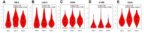 Figure 2 Relationship between mRNA expression of 5 potential immune checkpoints and the pathological stage of BLCA patients (GEPIA). (A) TIM-3, (B) LAG-3, (C) OX40, (D) 4–1BB, (E) CD39. The mRNA expression of (A) TIM-3, (D) 4–1BB, and (E) CD39 were remarkably associated with patients’ tumor stage, and the distribution of (B) LAG-3 and (C) OX40 were not related to tumor grades.