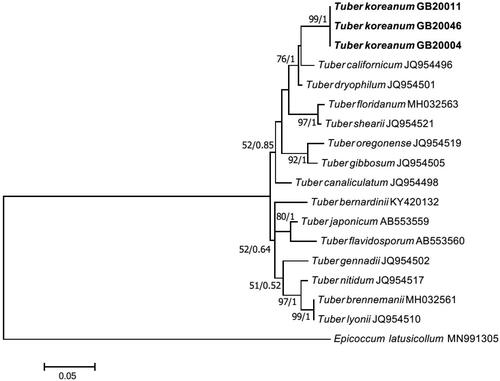 Figure 5. Phylogenetic tree of Tuber koreanum ascoma inferred using the maximum likelihood method based on alignment of TEF DNA sequences. Bootstrap values and Bayesian posterior probabilities are indicated below branches. Epicoccum latusicollum was used as an outgroup. Strains used in this study are in bold.