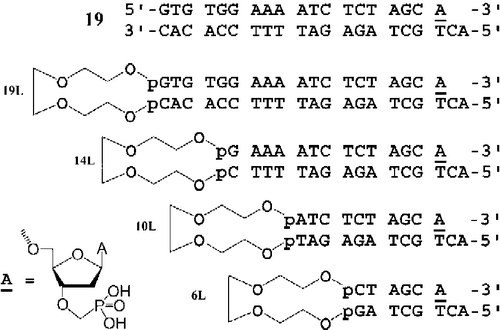Figure 1.  Chemical structures of modified oligonucleotides with triethylenglycol loop and 3′-phosphonomethyl residue.