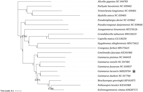 Figure 1. Phylogenetic analysis based on the sequences of the 13 PCGs in the mitogenome. BI posterior probabilities with 10,000 generations were shown next to nodes. The number after the species name was the GenBank accession number. The genome sequence in this study is labeled with a star.