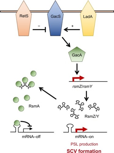 Figure 4 The GacAS/RsmAZY signaling network.Notes: GacAS-mediated expression of the sRNAs, RsmZ and RsmY, inactivates RsmA, leading to increased translation of target mRNAs, including for the Psl EPS pathway. GacS activity is controlled in turn by the hybrid TCS proteins LadA and RetS.Abbreviations: EPS, extracellular polysaccharides; TCS, two-component signal.
