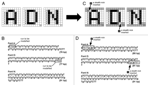 Figure 7. Designing the common terminal structures for all of the letter-coding DNA chains by insertions of the pair of G (guanine used as a gap) and C (cytosine) as a “stealth nick” within the font-coding reading frames. After insertions of gC to Font A and Font D, at 5′-termini and at 3′-termini, the sequences gTCTTg and gTCTT, respectively, are common to all DNA chains.