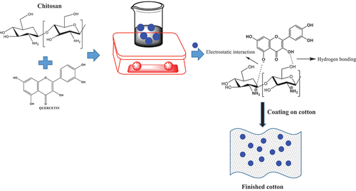 Scheme 1. Schematic view of the formation of composite agent between onion skin extract and chitosan.