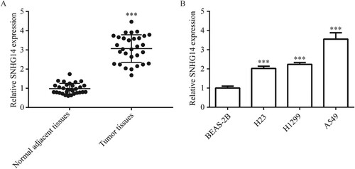 Figure 1. Overexpression of SNHG14 mRNA in NSCLC tissues and cells. SNHG14 mRNA level was significantly overexpressed in NSCLC tissues compared to the adjacent normal tissues (A). SNHG14 mRNA level was significantly overexpressed in NSCLC cell lines (H23, H1299, A549) compared with BEAS-2B (B). ***p < 0.001.