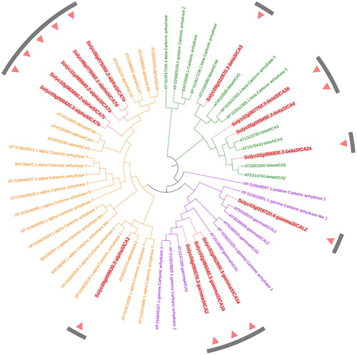 Figure 4. An unrooted phylogenetic tree of carbonic anhydrase proteins in tomato, rice and Arabidopsis. Note: The tree was constructed with MEGA X software using the Maximum Likelihood method based on a JTT matrix-based model. The α, β, and γ clades are shown in orange, green and purple, respectively. All the Solanum lycopersicum carbonic anhydrase (SlCA) proteins are shown in red.