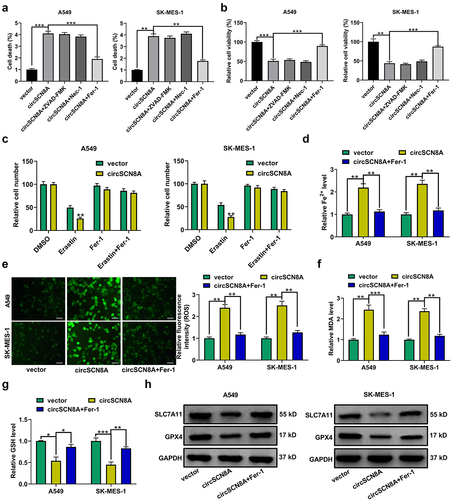 Figure 3. CircSCN8A induces ferroptosis in NSCLC cells. (a and b) CircSCN8A-overexpressing NSCLC cells were treated with ZVAD-FMK (10 μM), Nec-1 (10 μM), or Fer-1 (1 μM) for 24 h, followed by the determination of cell viability and cell death. (c and d) CircSCN8A-transfected NSCLC cells were treated with erastin (10 μM) or Fer-1 (1 μM) for 24 h, followed by CCK-8 assays of cell viability. (d-g) the levels of Fe2+ (d), ROS (e), MDA (f), and GSH (g) were measured in A549 and SK-MES-1 cells with circSCN8A overexpression. (h) Western blot assays were used to detect the protein expression of SLC7A11 and GPX4 in circSCN8A-overexpressing cells. Scale bar: 50 μm. *P <0.05, **P <0.01, ***P <0.001.