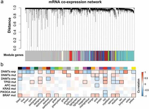 Figure 1. WGCNA resolves co-expressed modules in CRC. (a) Cluster dendrogram of mRNA expression in 7,716 genes across 214 tumor samples established on topological overlap (TO) distance. The y-axis height corresponds to the distance (1-TO). The x-panel describes modules defined by dynamic tree cutting and the grey color represents genes not belonging to any modules. (b) Heatmap of modules correlated with molecular features of CRC. Modules are outlined based on their correlation with molecular traits (exp, expression; mut, mutation; cna, copy number alteration) when adjusted for a P-value < 0.05.