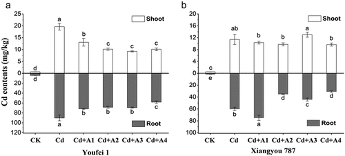 Figure 4. Effects of ABA on the Cd content of two B. napus cultivars under Cd stress conditions. (A) Cd contents in Youfei 1 shoots and roots, (B) Cd contents in Xiangyou 787 shoots and roots. Values represent the means of three replicates (n = 3) ±SD in the experiment and different letters indicate a significant difference between treatments at P < 0.05. CK: control, nutrient solution alone; Cd: 10 μmol/L Cd was added into the nutrient solution; A1: 0.5 μmol/L ABA; A2: 1 μmol/L ABA; A3: 5 μmol/L ABA; A4: 10 μmol/L ABA.