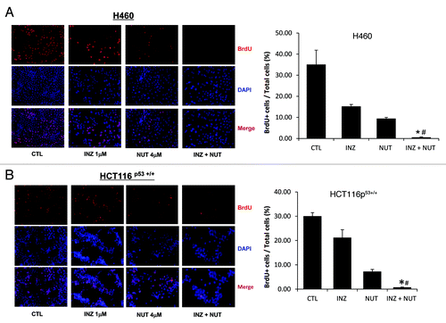 Figure 4. Inauhzin significantly enhances the inhibition of cell proliferation induced by low dose of Nutlin-3 in H460 and HCT116 p53+/+ cells. H460 (A) and HCT116 p53+/+ (B) were plated in 6cm-diameter dishes, and treated with Inauhzin and Nutlin-3 at the indicated concentrations for 48 h. Immunofluorescence was performed to determine the amount of BrdU incorporation. Representative images of BrdU immunostaining were shown (Magnification 200 × ), and quantitative analysis was performed. The data was presented as the mean of the ratios of BrdU positive cells and total cells ± SEM (n = 3). *p < 0.01 vs. INZ 1μM. #p = 0.05 vs. NUT 4μM (A) or p = 0.1 vs. NUT 4μM (B).