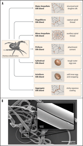 Figure 1 (A) Schematic overview of different types of spider silk as produced by female orb weaving spiders such as the European garden spider Araneus diadematus. (B) Electronmicrographs of natural spider silk taken from an orb web of Araneus diadematus. The various morphologies of the distinct silk types can be easily depicted. The inset shows the smooth surface of MA silk.
