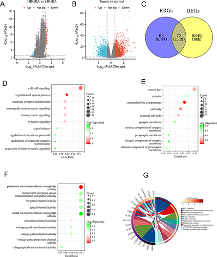 Figure 5 Identification of DERGs and functional enrichment analysis. (A) The volcano plot depicts the RRGs between the low- and high-RGRA subgroups. (B) The volcano plot depicts the DEGs between the normal and tumor groups. (C) Identification of intersection genes between RRGs and DEGs. The GO-BP (D), GO-CC (E), and GO-MF (F) results were presented by bubble diagrams. The KEGG (G) results were presented by loop diagrams.