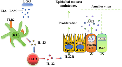 Figure 7. The pathway of HK-LGG enhances the intestinal mucosal immune barrier in mice.