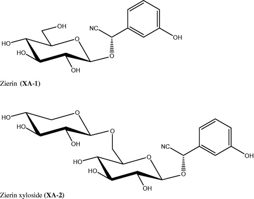 Figure 2. Structures of zierin (XA-1) and zierin xyloside (XA-2).