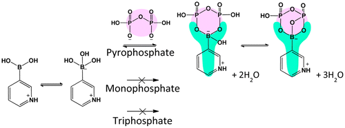 Figure 5. Diphosphate-specific recognition under weakly acidic pH conditions identified with by some boronates with relatively strong acidity, as determined by 11B and 31P NMR studies. Reprinted from Ref. [Citation75] with permission. © 2015, American Chemical Society.