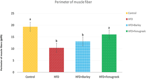 Figure 5. Average perimeter of tibialis muscle fibers in 21-day-old rats treated with HFD, HFD+Barley and HFD+Fenugreek compared to control group. Statistical analysis shows that HFD and HFD+Barley groups are significant (p ≤ 0.05) while HFD+Fenugreek group is non-significant compared to control group.