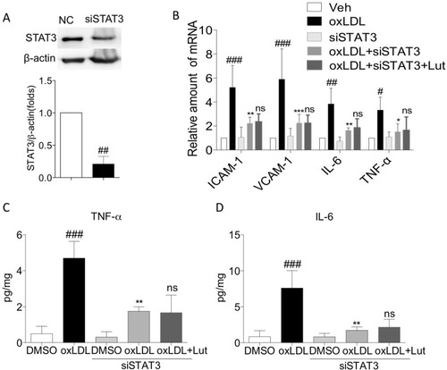 Figure 6 Luteolin suppressed oxLDL-induced inflammation via inhibiting activation of STAT3.