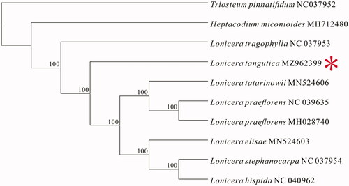 Figure 1. Consensus maximum-likelihood (ML) tree based on the complete chloroplast genome of L. tangutica and nine other species of the Caprifoliaceae family.