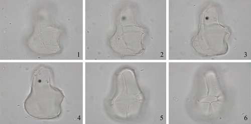 Plate 9. 1–6. Impagidinium inaequalis (Wall and Dale in Wall et al. Citation1973) Londeix et al. Citation2009 in. left lateral view, at high to low focus, central body length = 54 µm. Slide provided by David Wall, photographed by MJH.