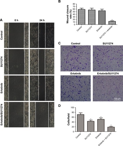 Figure 5 Cotargeting of EGFR and c-MET inhibited the invasion potential of erlotinib-resistant cells.