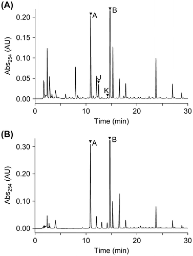 Fig. 3. HPLC chromatograms of EtOAc extracts from ∆ralA cultures (A) and MGRLS medium fed with 10 μM ralfuranone B (2) (B). The peaks of ralfuranones were marked with arrowheads.