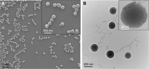 Figure 6 Micrographs of cyclosporine-encapsulated PLGA NPs.Notes: (A) SEM and (B) TEM.Abbreviations: NP, nanoparticle; PLGA, poly(d,l lactic-co-glycolic acid); SEM, scanning electron microscopy; TEM, transmission electron microscopy.