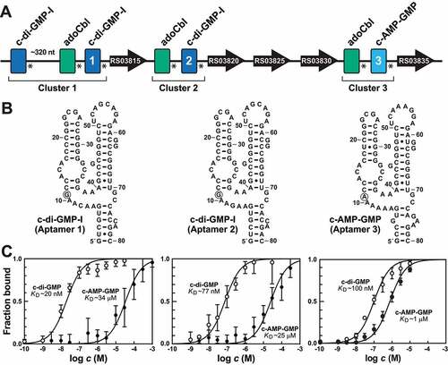 Figure 3. An unusual series of tandem riboswitches that sense AdoCbl, c-di-GMP, and c-AMP-GMP ligands. (A) Schematic representation of seven riboswitches occurring within a seven kb region of the genome of the bacterium D. acetoxidans. Asterisks denote the locations of putative intrinsic transcription terminators, indicating each aptamer functions as an independent riboswitch. Aptamers labelled 1, 2, and 3 were subjected to ligand binding assays as depicted in B. (B) Sequences and secondary structure models for aptamers evaluated by in-line probing assays. Circled nucleotides identify a position directly contacting the ligand that is known to be important for the selective binding of c-di-GMP (G nucleotide) or c-AMP-GMP (A nucleotide) [Citation43]. (C) Binding curves resulting from in-line probing assays conducted on aptamers 1 through 3 (left to right) with c-di-GMP and c-AMP-GMP. Data points represent the average modulation at three locations, where the error bars represent the standard deviation at each concentration tested.