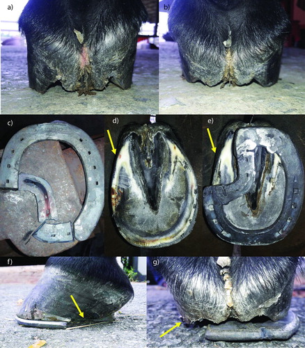 Figure 1. Illustration of the sheared heel and z-bar shoeing on the affected hoof. The hoof with sheared heel shows a heel length disparity on the left forelimb (a) and right forelimb (b). The z-bar shoe is created to allow the affected area located in the large open portion of the shoe (c). The hoof is trimmed, particularly on the affected area (yellow arrow) (d). The z-bar shoe is applied with regard to the affected palmar area (e) and leaves the deviated hoof wall away from the ground (yellow arrow) (f and g).
