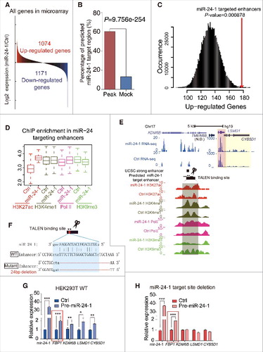 Figure 5. miRNAs activate genome-wide gene transcription. (A) Microarray shows that 1074 genes were upregulated after miR-24-1 transfection to HEK293T cells. Up- and downregulated genes are shaded in red and blue, respectively. (B) The miRanda algorithm analysis shows that 60.42% of total 3282 H3K27ac enriched regions were predicted as miR-24-1 targeted sites, while only 13.24% of total 2070 mock regions were predicted (P = 9.756e-254, χ2 Test). (C) Correlation between miR-24-1 target enhancers and adjacent up-regulated gene number calculated in ±100k of miR-24-1 targeted H3K27ac peaks. Difference in upregulated gene number is significant (P = 0.000878) relative to mock. The x-axis is the up-regulated genes number, and y-axis is the occurrence of every number in total 1 million times. In detail, we identified 1984 potential miR-24-1 targeted enhancers through H3K27ac histone ChiP-seq data and miRanda prediction. A total number of 179 upregulated genes revealed by microarray assay are located within ±100Kb of these enhancers. As the control, we created a background by randomly sampling sets of mock regions which has same length with targeted enhancers for 1 million times and computing the up-regulated genes number within ±100Kb of every mock region. Distribution of the upregulated genes number in the background is plotted as the black curve. Up-regulated genes number for potential miR-24-1 targeted enhancers is significant (P-value = 0.000878, red line) relative to our background model. (D) As shown by ChIP-seq boxplots, H3K27ac, H3K4me1 and Pol II was enriched while H3K9me3 decreased in the predicted miR-24-1 target region when miR-24 overepressed. (E) An example of Fig. 5D. Genomic locus of the predicted miR-24-1 target region overlapped with the strong enhancer (blue, left). After miR-24-1 overexpressed, H3K27ac, H3K4me1 and Pol II was enriched while H3K9me3 decreased. LSMD1 (pink shadow) and CYB5D1 (yellow shadow) became upregulated as RNA-seq analysis shown. Also by microarray data, LSMD1 appears to be up-regulated. (F) Schematic of TALENs design for miR-24-1 targeted locus predicted by miRanda overlapped with an enhancer (blue). (G–H) miR-24-1 target site deletion abolished neighboring gene activation. FBP1 in red box as a positive control. All values are normalized to GAPDH and error bars show mean ± SEM for 3 biological replicates *P < 0.05, **P < 0.01, ***P < 0.001 by 2-tailed student's t-test.