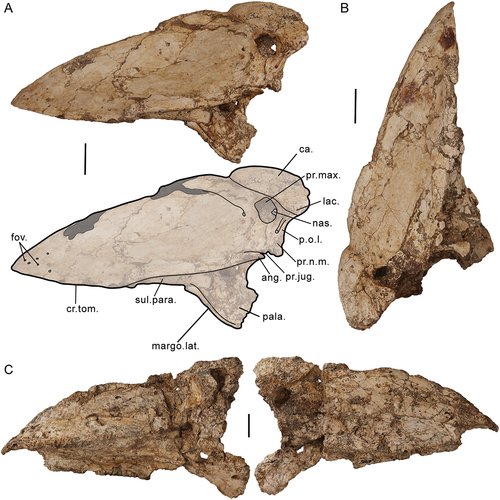 Figure 7. Genyornis newtoni rostrum, lateral views: A. SAMA P59521 left lateral view image and annotated outline; B. SAMA P59521 right lateral view; C. SAMA P59517 left and right lateral views. Annotations: ang., angulus tomialis; ca., casque; cr.tom., crista tomialis; fov., foveae corpusculorum nervosorum; lac., lacrimal ; margo.lat., margo lateralis palatini; nas., apertura nasi ossea; pala., palatinum; p.o.l., processus orbitalis of lacrimale; pr.jug., processus jugalis of the maxillare; pr.max., processus maxillopalatinus of the maxillare; pr.n.m., processus nasalis of the maxillare; sul.para., sulcus paratomialis. Scale bars: 20 mm. Dark grey shading indicates regions where damage precludes morphological assessment, and light grey indicates fenestrae, foveae, and aperturae.