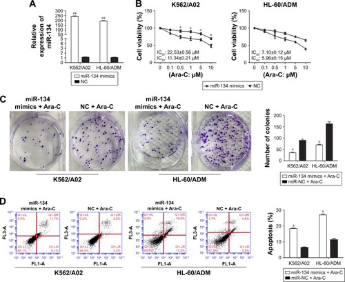 Figure 2 Overexpression of miR-134 enhances Ara-C sensitivity and induces apoptosis in K562/A02 and HL-60/ADM cells.