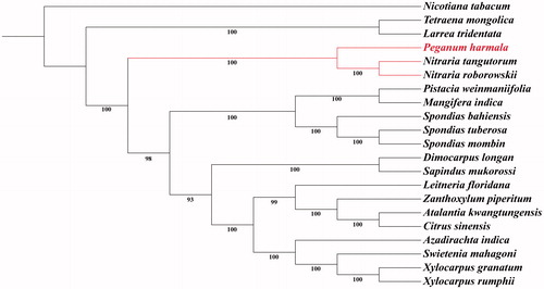 Figure 1. Maximum likelihood phylogenetic tree based on 21 complete chloroplast genome sequences. Accession numbers: Atalantia kwangtungensis MH329190.1, Azadirachta indica KF986530.1, Citrus sinensis DQ864733.1, Dimocarpus longan MG214255.1, Larrea tridentate KT272174.1, Leitneria floridana KT692940.1, Mangifera indica KY635882.1, Nicotiana tabacum Z00044.2, Nitraria roborowskii MK347421, Nitraria tangutorum MK347423, Peganum harmala MK347420, Pistacia weinmaniifolia MF630953.1, Sapindus mukorossi KM454982.1, Spondias bahiensis KU756561.1, Spondias mombin KY828469.1, Spondias tuberosa KU756562.1, Swietenia mahagoni MH348156.1, Tetraena mongolica MH325022.1, Xylocarpus granatum MH348155.1, Xylocarpus rumphii MH330687.1, and Zanthoxylum piperitum KT153018.1.
