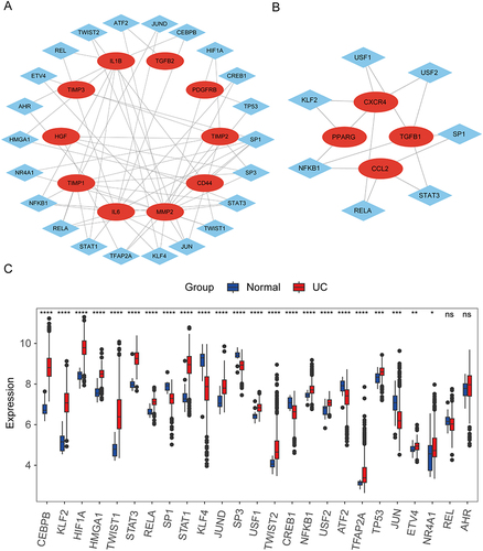 Figure 6 Interactions between hub genes and TFs. (A) Prediction of TF genes and their interaction network with the PANoptosis-related hub genes. (B) Prediction of TF genes and their interaction network with the autophagy-related hub genes. (C) Expression differences of the 25 TF genes in the GSE206285 dataset sample. *p < 0.05; **p < 0.01; ***p < 0.001; ****p < 0.0001.