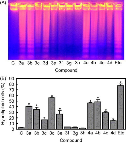 Figure 4. (A) U-937 cells were incubated with the hybrid compounds 3a–h and 4a–d (0.3 μM) for 6 h and genomic DNA was extracted, separated on an agarose gel and visualized under UV light by ethidium bromide staining. Etoposide (Eto, 10 μM) was included as a positive control. (B) U-937 cells were incubated in the absence or in the presence of compounds 3a–h and 4a–d at the concentration of 0.3 μM for 6 h, subjected to flow cytometric analysis using propidium iodide labelling and the percentage of hypodiploid cells was determined by flow cytometry. Etoposide (10 μM) was included as a positive control.