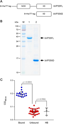 Fig. 1 Productions of recombinant VP35 proteins and selection of VP35-bound HuscFvs.a Schematic representations of constructs of bacterially produced recombinant full-length EBOV VP35 (bVP35FL) and the C-terminal interferon inhibitory domain of VP35 (bVP35IID). b Recombinant bVP35FL and bVP35IID proteins purified from transformed E. coli clones. M, pre-stained protein ladder; lane 1, purified bVP35FL; and, lane 2, purified bVP35IID. Numbers at the left represent the protein molecular masses in kDa. c bVP358FL-bound HuscFv clones, as determined by indirect ELISA using purified bVP35FL as antigen. The bound group was selected from the OD405nm signal above mean + 3SD of the background binding control (lysate of original E. coli HB2151; HB). Statistical significance was determined using one-way ANOVA and Tukey’s post hoc test. Supplementary Figure S1 provides details of the binding of individual clones to bVP35FL (test antigen) and BSA (control antigen)