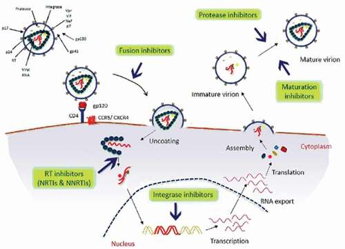 Figure 1. Schematic representation of steps of HIV-1 life cycle and targets of the currently available antiretroviral drugs